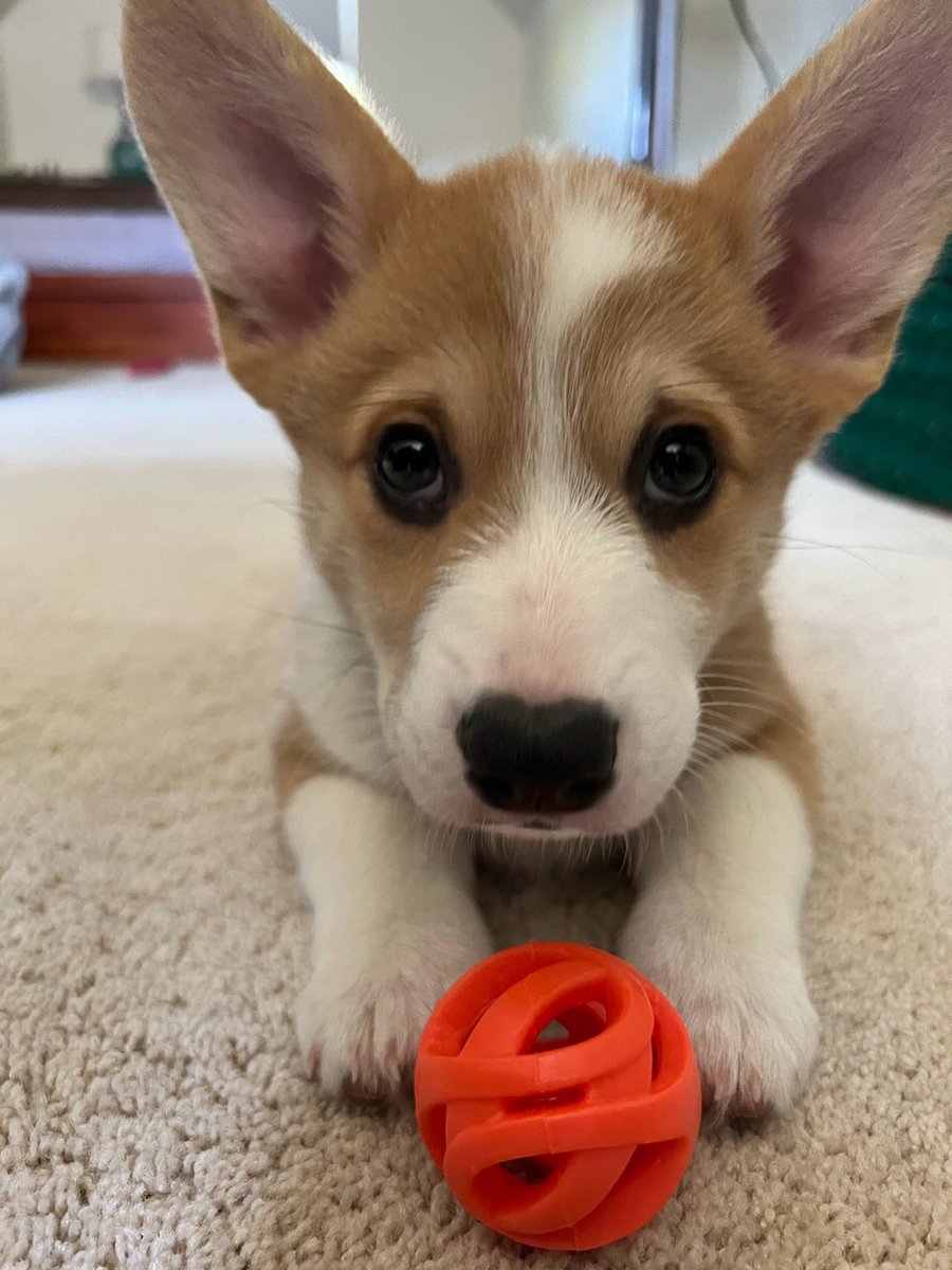 How it started.. #Corgilover #Corgicrew #corgi