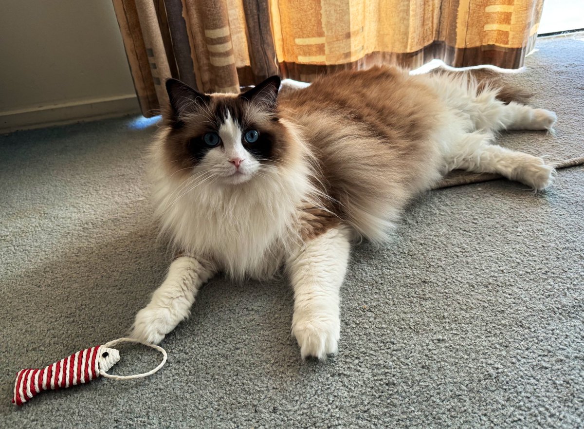 Merlin in the lounge #CatsOfTwitter #ragdollcats