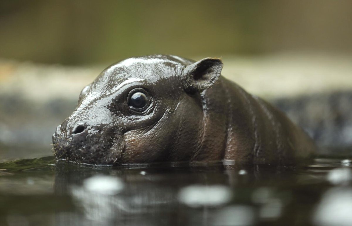 #PygmyHippoDay