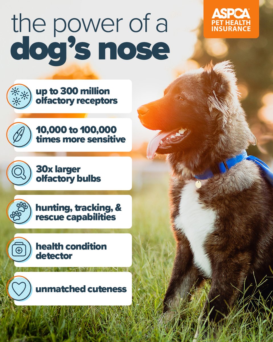 They're adorable and always on alert, but what else do you know about a dog’s nose? ⚡ Let’s find out the unique quirks and impressive powers of these #SuperSniffers: bit.ly/3vJVlex #Dogs #DogNoses #ASCPAPetInsurance #PetInsurance #DogInsurance #DogParents