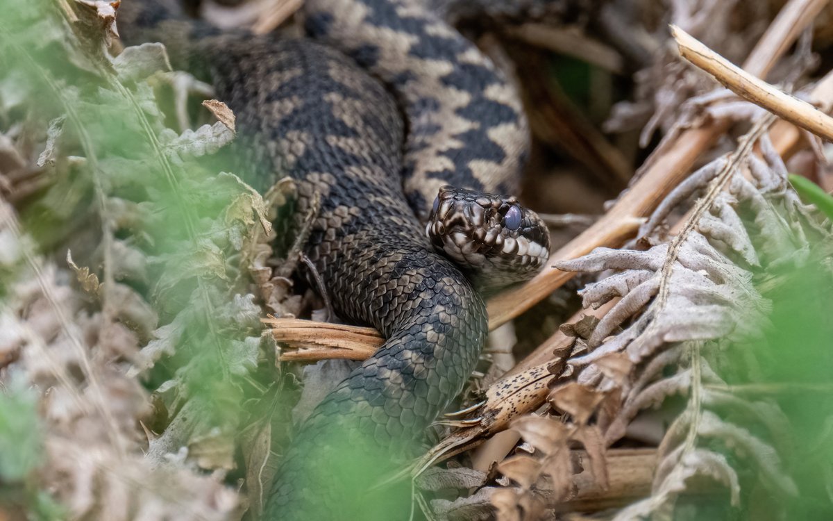 Common European Adder give me such a thrill when I come across them. Always loved reptiles and this species kickstarted that when I was just 7 years old. @onestopnature @UKNikon