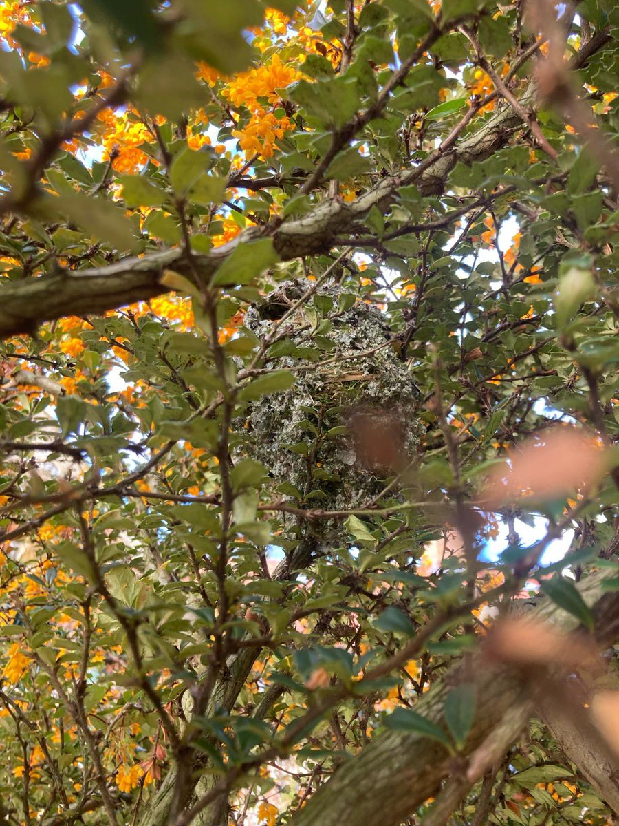 Delighted to welcome breeding Long Tailed Tits to my garden.