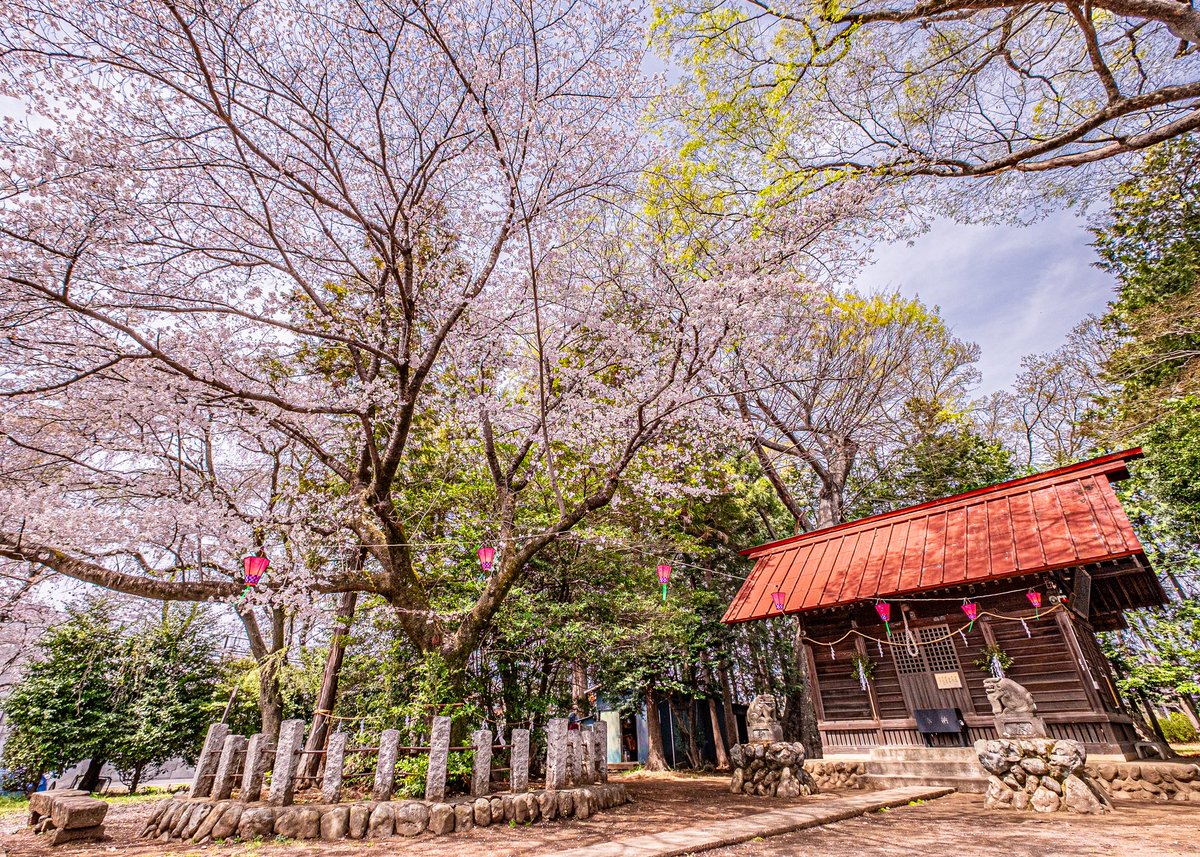 埼玉県飯能市、白髪白山神社にて🌸
ようやく満開のタイミングで行けました😌

今日は土砂降りになるそうで…桜も散ってしまいそうですね💦

#photography
#fujifilm_xseries