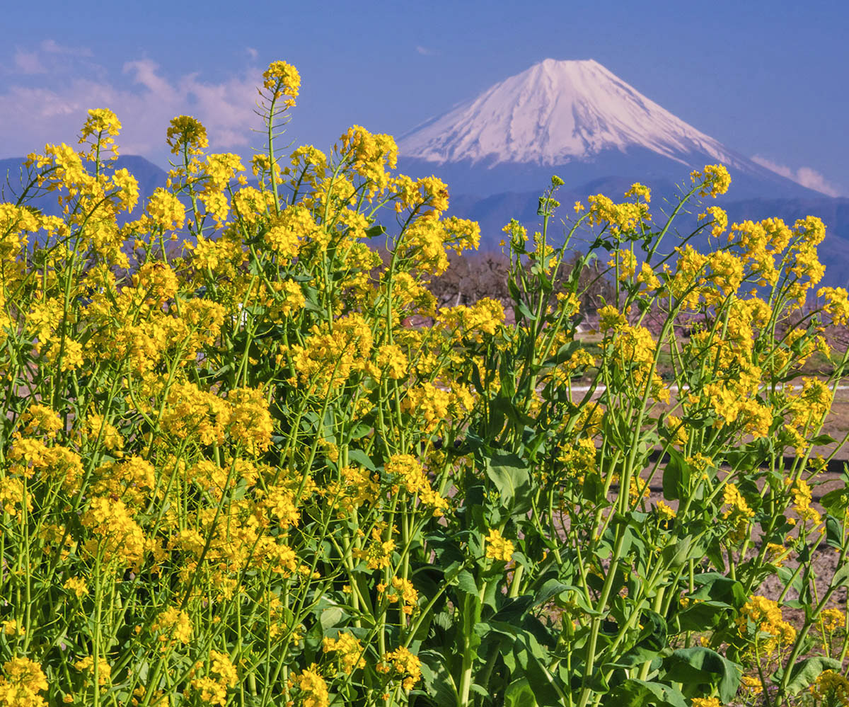 菜の花咲く頃 韮崎市で先日撮影 #富士山　#菜の花　#mtfuji