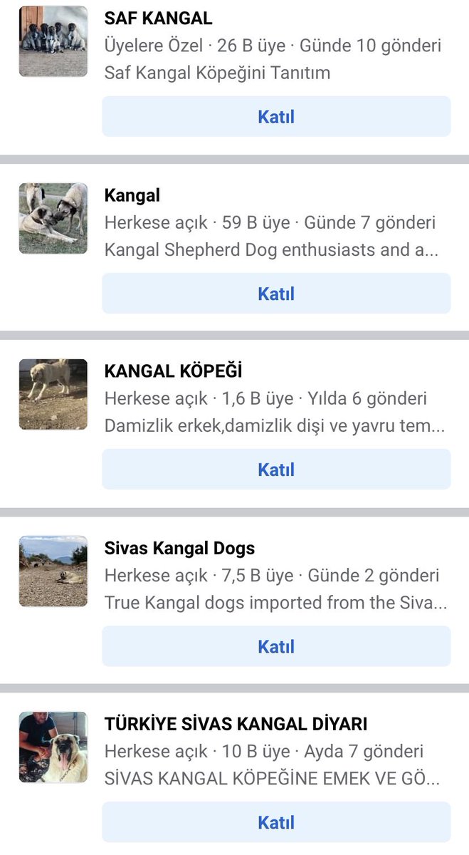 Facebook’a girin bakın yer-gök kangal köpeği satışı,dövüşü diye inliyor.Bunlara önlem almayıp,her seferinde sokaktaki köpeğe suç bulmak tam anlamıyla akılsızlıktır.