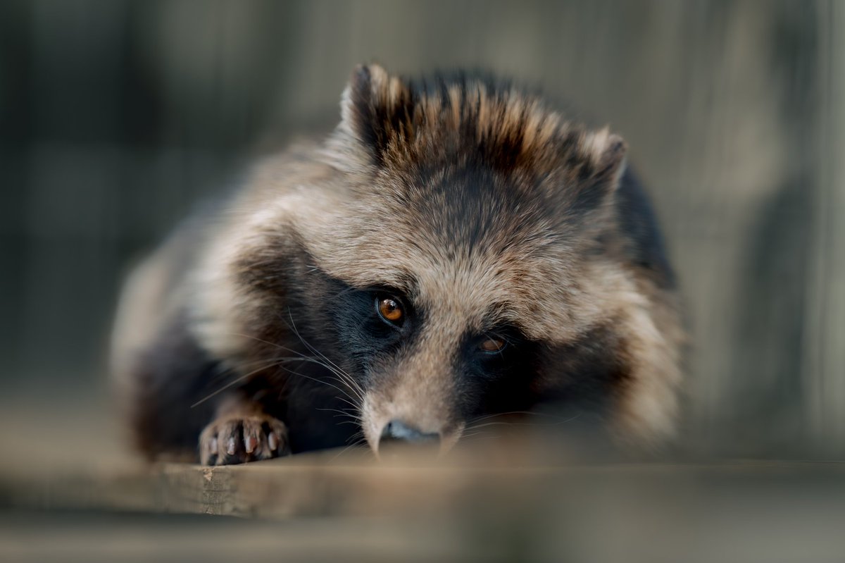 今日からはね、野毛山動物園のお写真を投げていこうかなあって(っ ॑꒳ ॑c)

めちゃくちゃかわいかったり、きれいな子たくさんいたなあ(˶ˊᵕˋ˵)

これは見ての通りたぬきさん。

#野毛山動物園  #たぬき
#写真好きな人と繫がりたい  #キリトリセカイ #写真 #photo  #SnapShot #NIKON