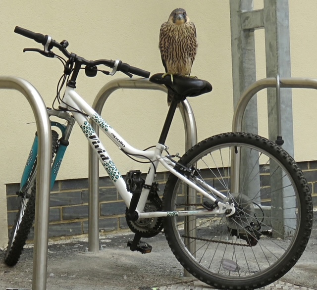 Everyone is welcome to Keynsham Baptist Church Hall on Friday 12th April at 7.15pm for a talk by Hamish Smith, 'How Peregrines Exploit the Modern Landscape' @Hawkandowluk. Refreshments included in £4.00 fee. No need to book. @KTCRadio @SomerValleyFM @avonwt @welovekeynsham