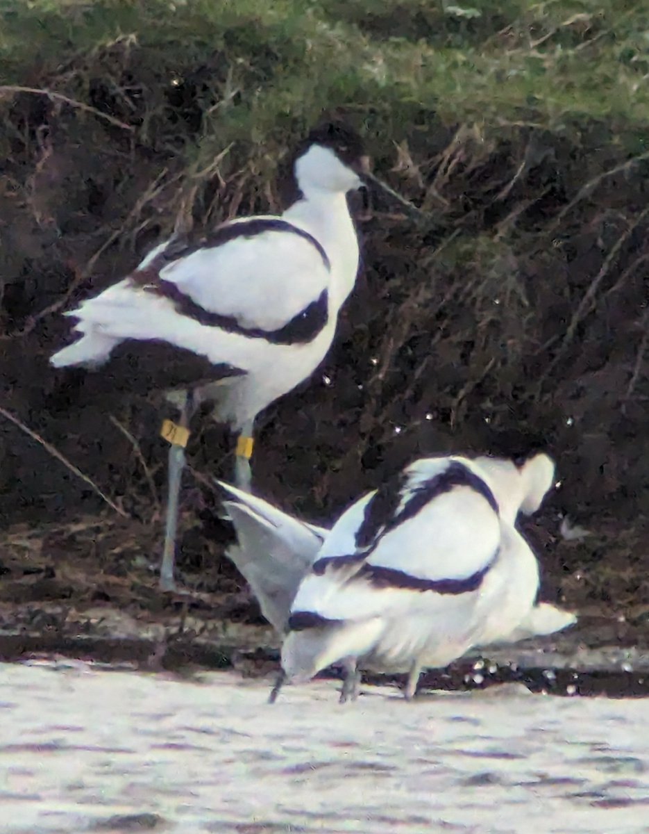 WaderStudy tweet picture