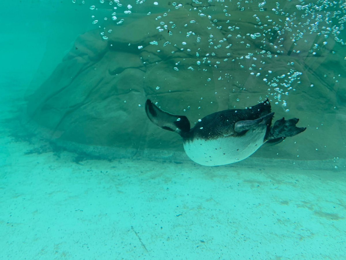 Butterfly Garden and Penguin Beach are the most fun. There is a penguin jumping like crazy out of the water.