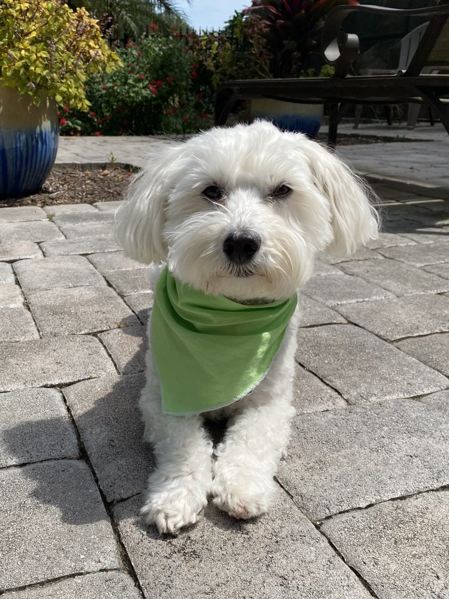 Me’s did not see the’s eclipse. But me’s did see me’s shadow. An 1 orange Monarch butterfly. In Mommy’s butterfly garden 🦋🐶🐾 #dogsoftwitter #dogsofx #adogslife #doggo #pets 💚