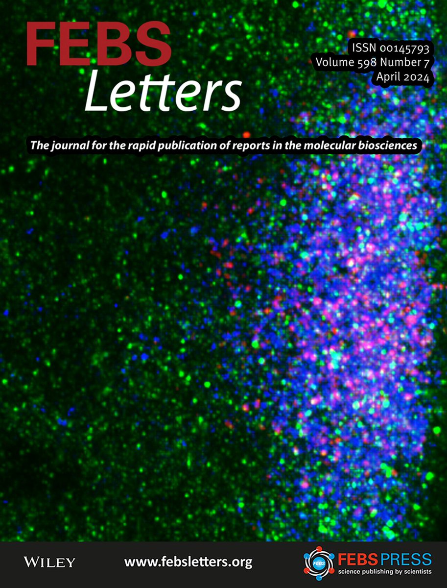 Cover alert! We always enjoy working with Dr. Alexey Arkov and his group from Murray State U. when they visit to use the @zeiss_micro LSM880 Airyscan. Check out their new publication and cover image. @FEBS_Letters #MicroscopyMonday febs.onlinelibrary.wiley.com/doi/10.1002/18…