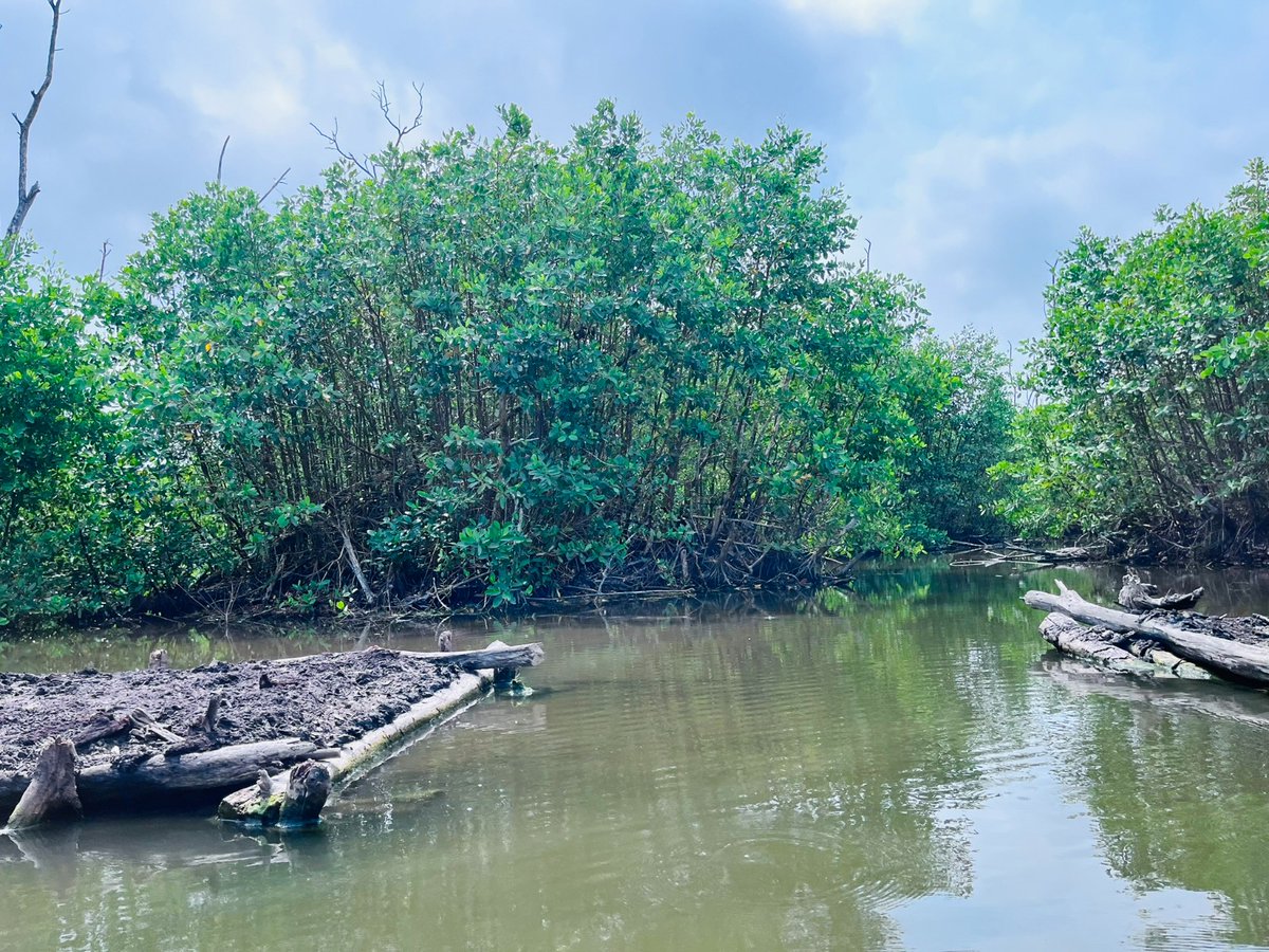 #PaisajesSostenibles @HeCoColombia logró la📢Restauración de 30 hectáreas de manglar en la Ciénaga Grande de Santa Marta 🌊y la limpieza manual de 3.5 kilómetros de macrófitas del Canal Clarín Noticia importante para #Colombia 🇨🇴 Apoya @UEenColombia 📲bit.ly/43OXEte