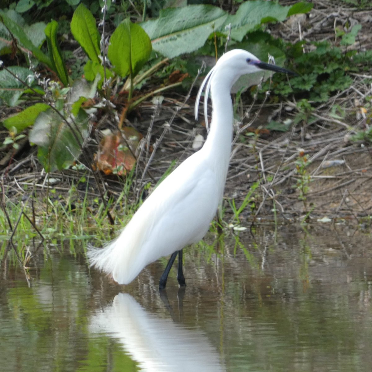 The pure elegance of a Little Egret in breeding plumage is a joy to behold @Natures_Voice From the Paddock near Walthamstow Wetlands @E17Wetlands today @WildLondon @SaveLeaMarshes @KissimmeeWild @Britnatureguide #BirdsSeenIn2024