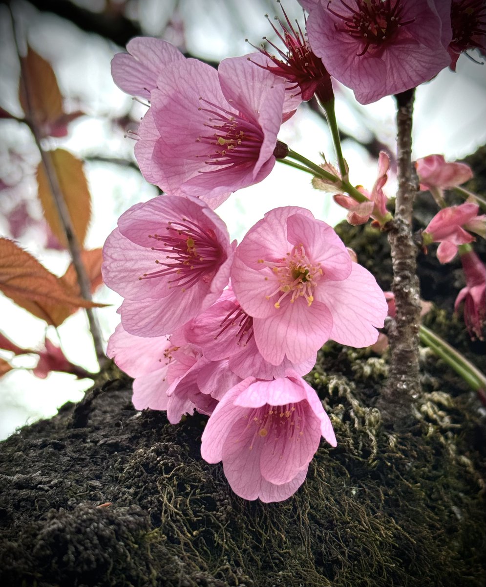 colour of tenderness …