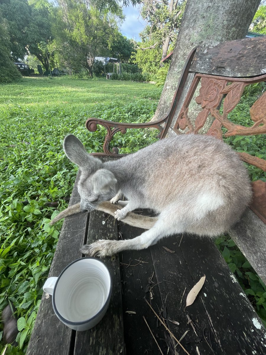 Morning coffee on the bench with the little wallaroo Joey I rescued from out near Chillagoe. She’s growing up fast.