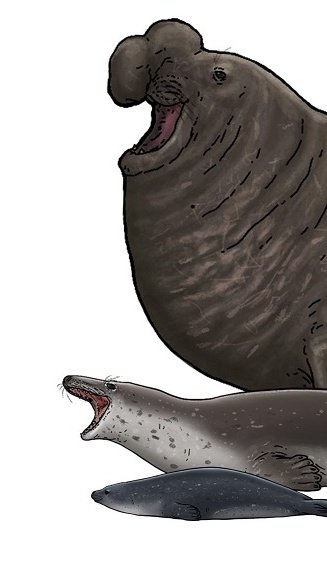 Part of a commission made for CIAHN Atacama about the extant and fossil diversity of pinnipeds of Chile.