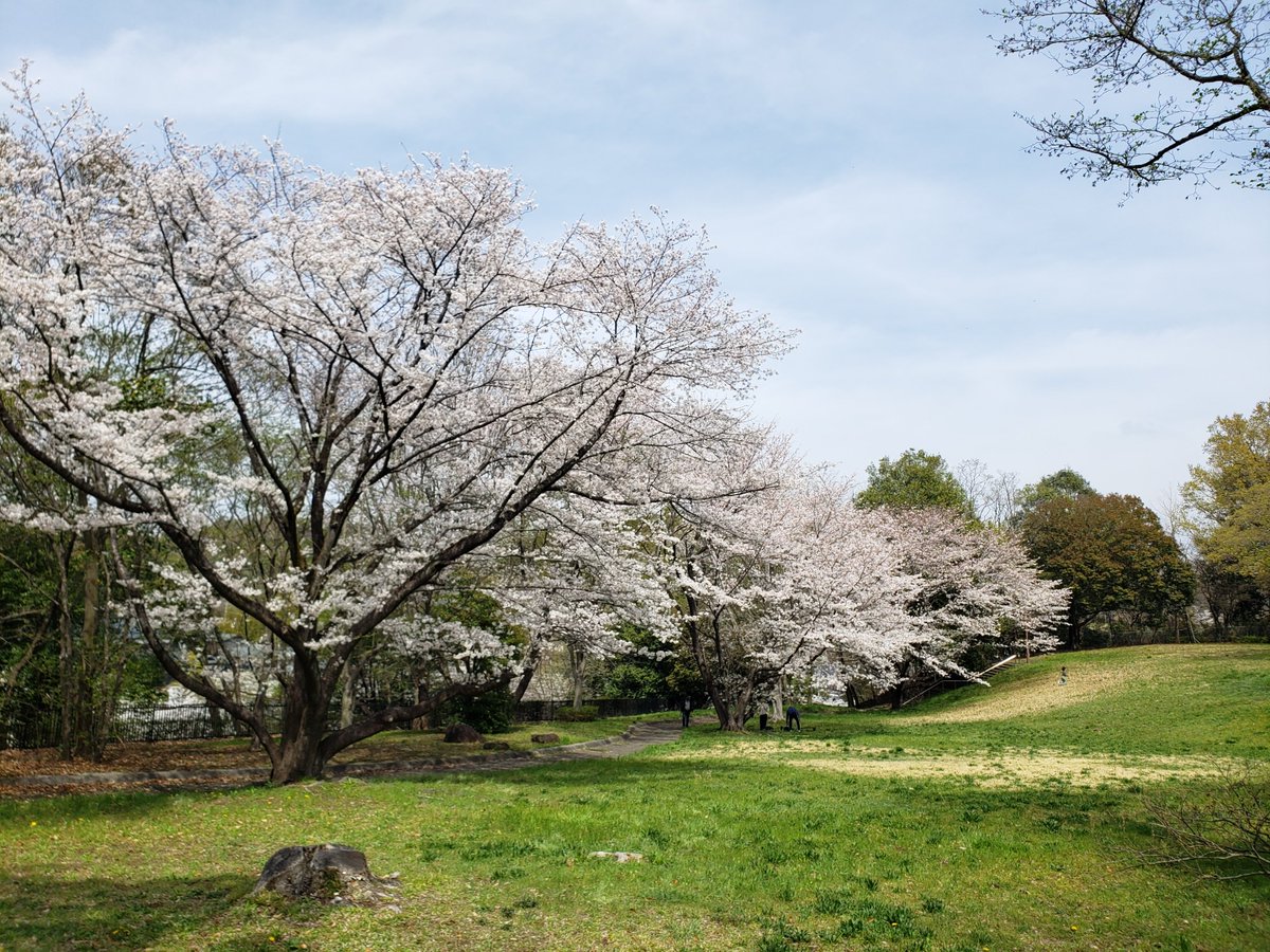 週末の身近なお花見
さくらまつりも良いけどその気になればどこでも楽しめる♪(*^^*)
#サクラ🌸#町田 #町田市