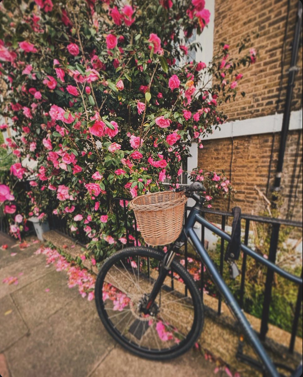 You were made to bloom 🌺 - photography by Kelly Mew 📸 
#photography #photographylovers #photographylover #photographyart #naturephotography #flowers #flowerstagram #flowerphotography #flowerphoto #vintage #vintagephotography #london #picoftheday