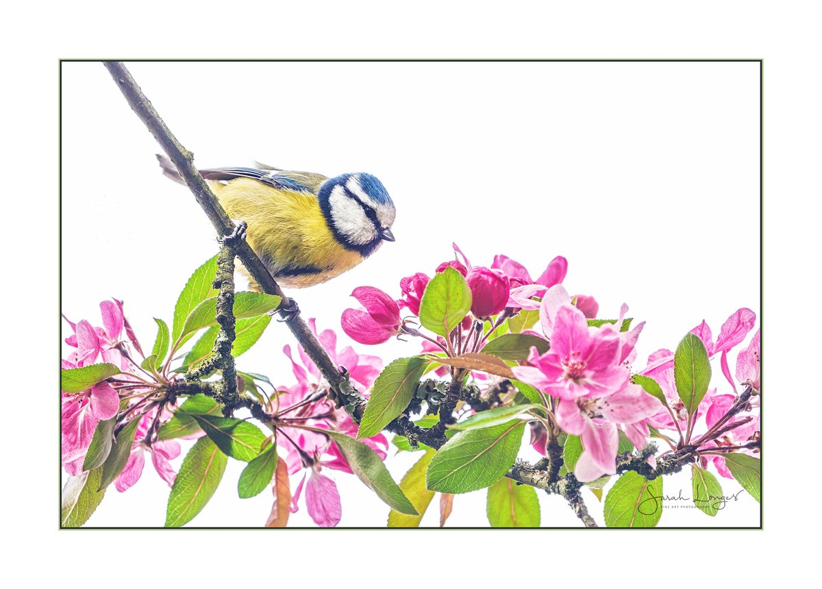 Pastels Of Spring #Sharemondays2024 #fsprintmonday #WexMondays I love seeing #bluetits feasting on the nectar of #blossoms, & finally we've had some good #weather to watch them in! #nature #wildlife #birding #BushyPark #Spring #colour
