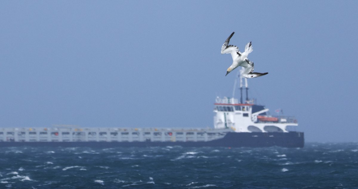 Gannet diving off the Cornish coast