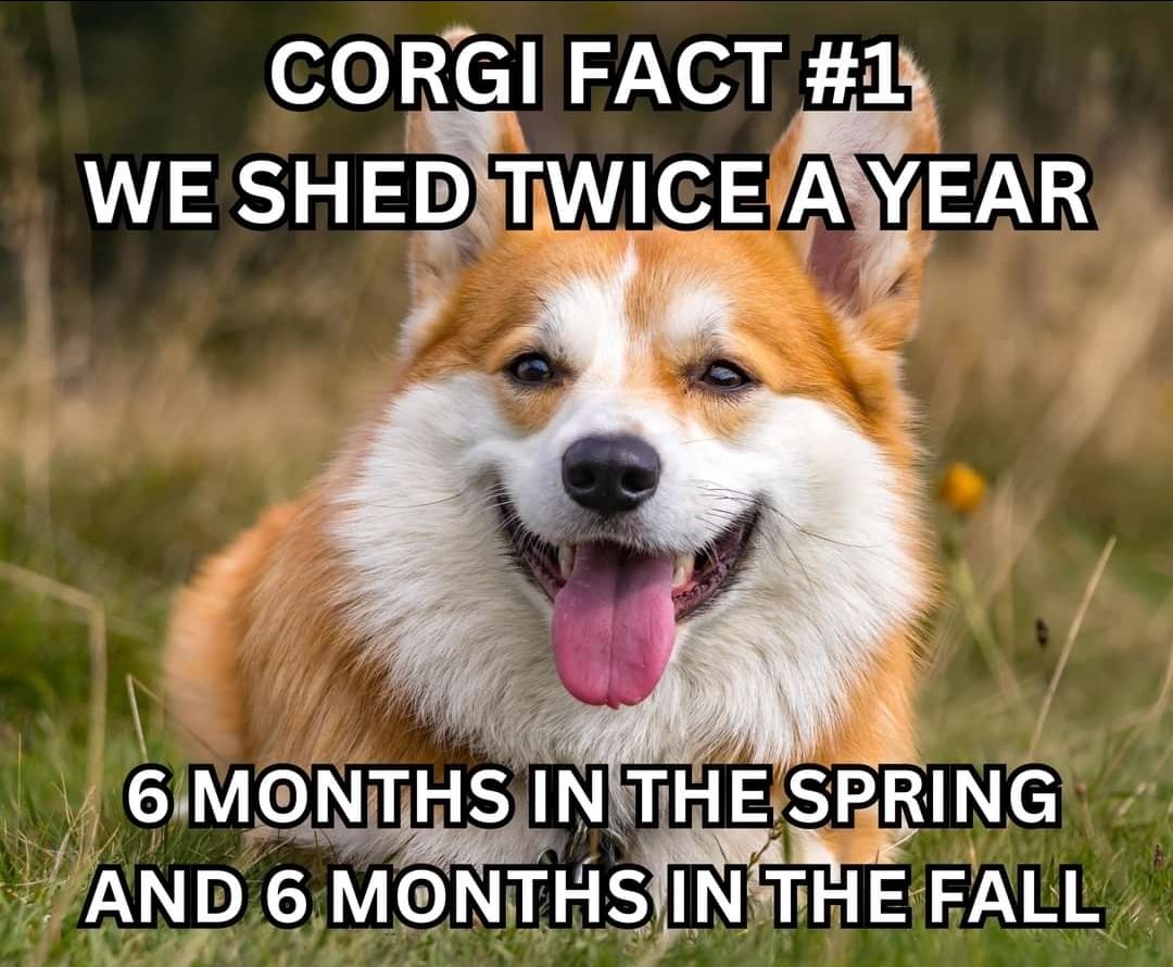 If you really love Corgi.Follow us Watch lovely Corgi content.#corgipuppy #Corgilovers #Corgilover
