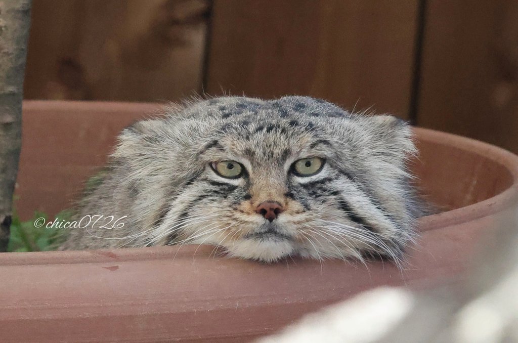 ローくん🩷 #ロータス #lotus #マヌルネコ #manulcat #manul #pallascat #манул #兔狲 #埼玉県こども動物自然公園 #saitamachildrenszoo #SCZ