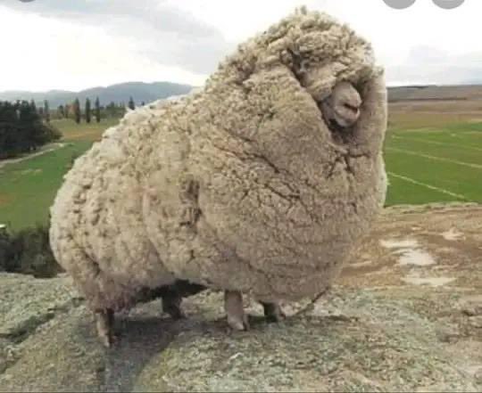 This sheep was found after hiding out in a cave for 6 years.  His fleece continued to grow without the ability to be shorn.  When found, they shaved off 60 lbs of wool off his body. An average weight at shearing is 10 lbs.  For years he carried an ever increasing burden, because