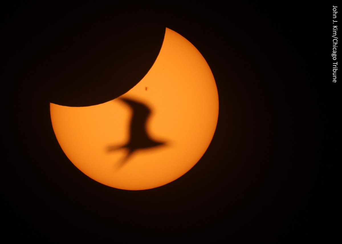 Eclipse bird 2:52 p.m., Oak Street Beach 🕊️🌞 🌔 #SolarEclipse2024 pictures from @chicagotribune : chicagotribune.com/2024/04/07/pho…