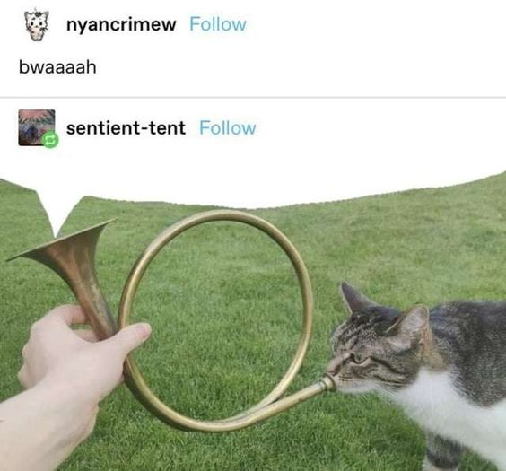 DontShowYourCat's tweet photo. https://t.co/Xxw7X08cx1