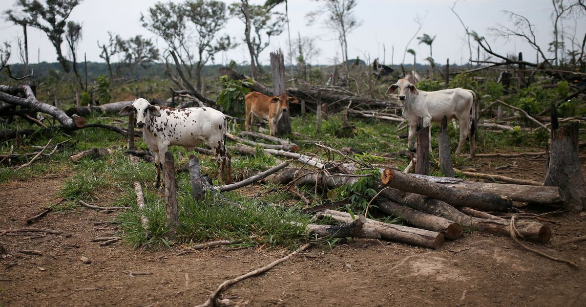 Colombia Amazon deforestation forecast down 25% to 35% last year, ministry says reut.rs/3JaHZel