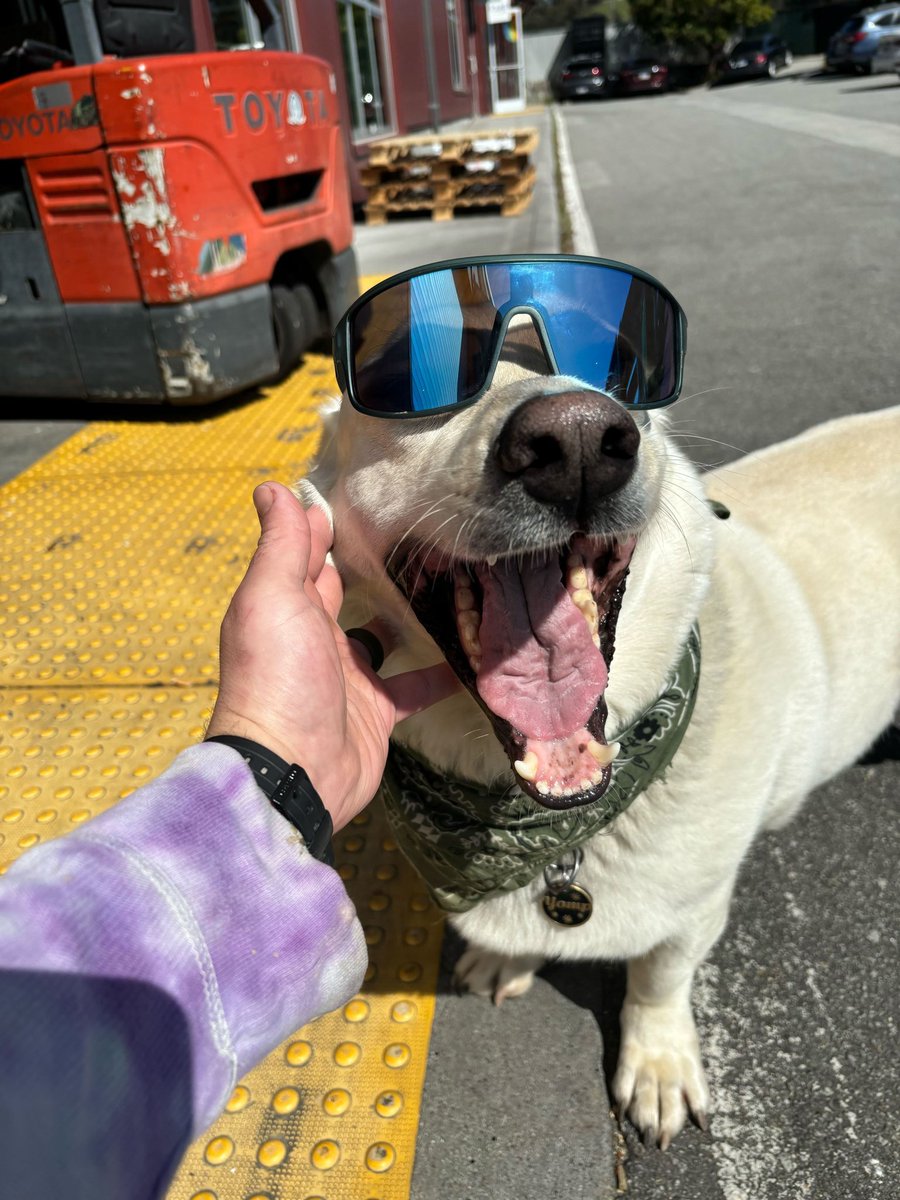 Happy eclipse day 🌖 from brewery dog Yomp and the rest of the Discretion crew! Come enjoy a beer 🍺 ~ Pints of Follow the Creek IPA are only $5 today (4/8) while supplies last!