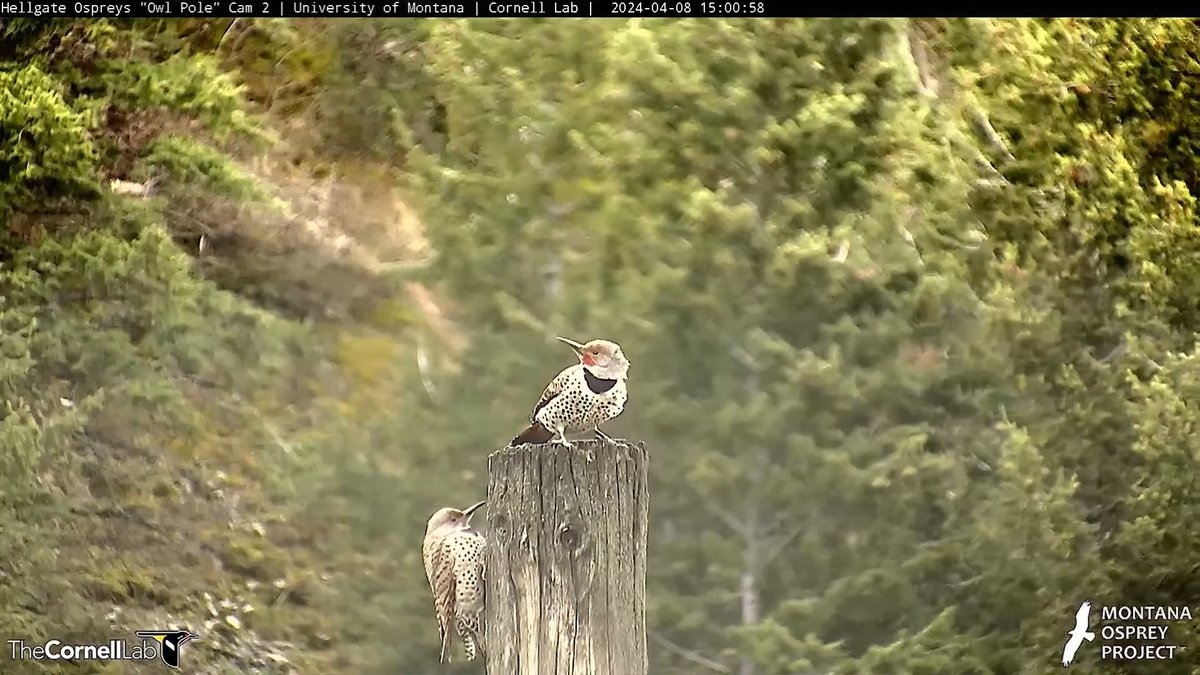 15:00, 4/8 While Iris is off gallivanting, the male and female Northern Flicker spend some moments on the Owl Pole. 
#HellgateOsprey