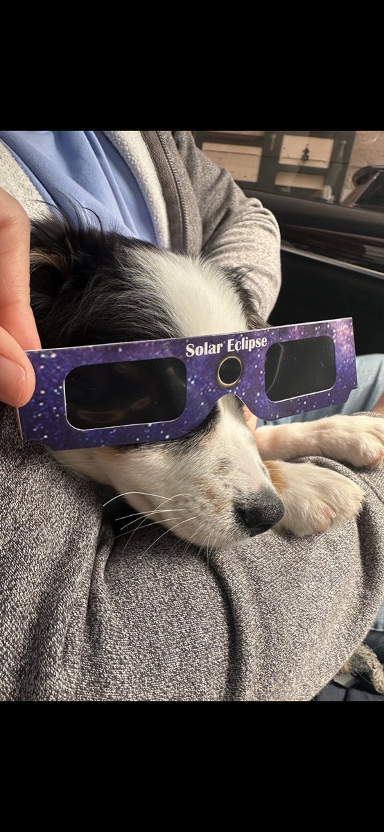 bitchwiffhat's tweet photo. @Basenjiofficial My new puppy $benji @basenji https://t.co/GJaugCGdCR