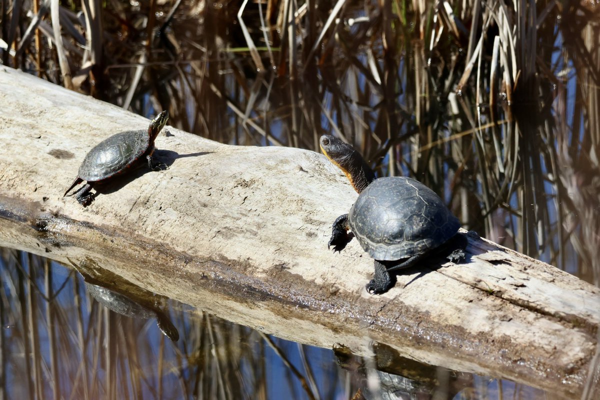 Basking buddies! But don’t let the size fool you. It’s an adult Painted Turtle and a juvenile Blanding’s Turtle. 🐢🐢