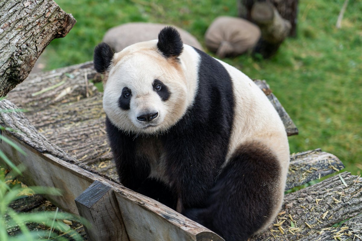 bigpanda's tweet image. Giant pandas are native to China and primarily found in the mountain ranges of Sichuan, Shaanxi, and Gansu provinces. #pandafacts
