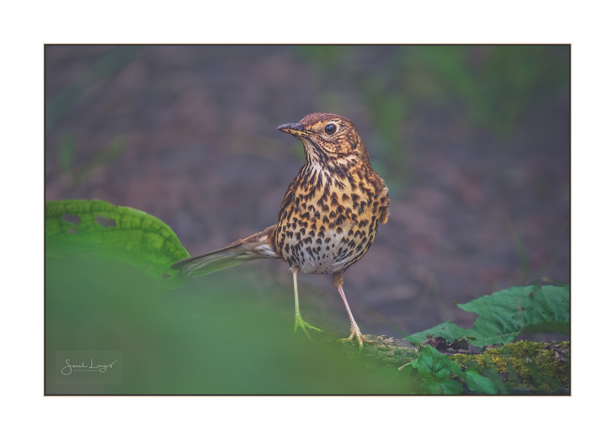 Mavis Or Throstle? #appicoftheweek #BBCWildlifePOTD @BBCSpringwatch Both! These are old English names for the #SongThrush & are derived from both old French & German. I'm seeing and hearing them much more now that it's #Spring! #nature #etymology #wildlife #birding #BushyPark