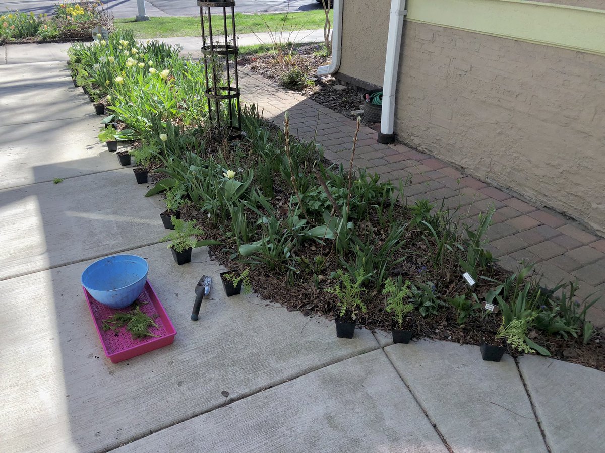 Today’s #AlwaysBePlanting Report: Put my 4 happy new non-vining Clematises in the ground in Pollinator & Main Garden before they explode out of their plastic bags, plus Rosa ‘Distant Drums’ in Main Garden & 18x seed-grown Schizanthus ‘Dr. Badger’s Mix’ along front walkway.