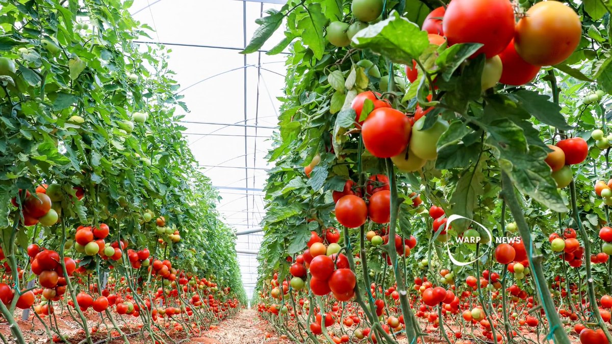 🍅 New CRISPR tomatoes require less water, but yield remains the same 

warpnews.org/food-tech/new-…