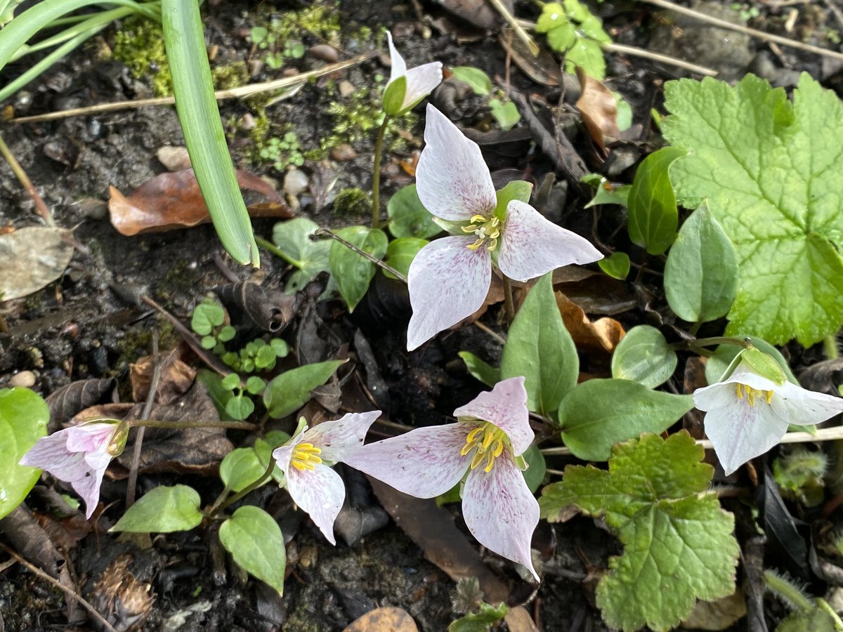 Pseudotrillium (Trillium) rivale, the earliest and smallest of trilliums grown here. I lost all my plants in the winter of 2011, but these replacements are doing well and starting to seed about, just sorry that I no longer have the lovely cv. ‘Purple Heart’. #fairviewyearround