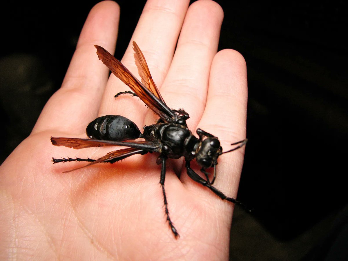 A giant American wasp called the tarantula wasp has a sting so painful, one peer-reviewed journal advises anyone who gets stung to 'lie down and scream' to avoid further injury.