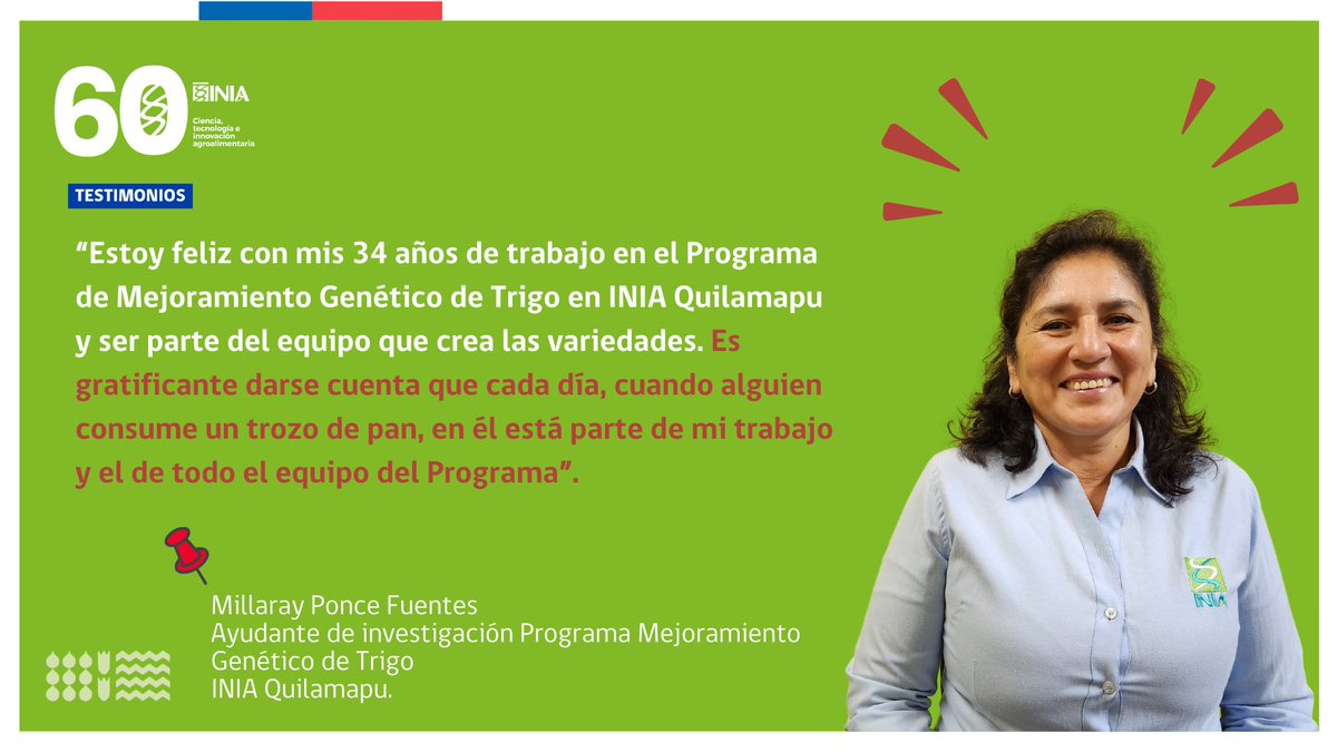 En el aniversario N°60 de @iniachile, queremos compartirles algunos testimonios de quienes se desempeñan en #INIAQuilamapu. Nuestra historia está indisolublemente ligada a la historia del trigo en Chile, cuyo programa de mejoramiento genético también cumple 60 años. Felicidades!