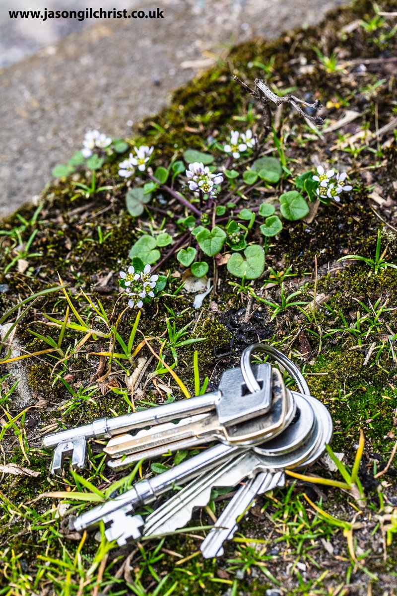 @PlantlifeScot @BSBIScotland @Love_plants @BSBIbotany @EdinburghNats @Britnatureguide @NatureUK @NatureScotSouth @NatureScot @wildflower_hour @MacroHour Danish scurvy grass. Cochlearia danica. Salt-tolerant coastal plant growing along roadsides. Also tiny. Kirkliston. Scotland. #DanishScurvyGrass #Cochleariadanica #wildflowers #WildflowerHour #StormHour #ThePhotoHour #MacroHour #macro #nature #RoadsidePlants #RoadsideFlowers