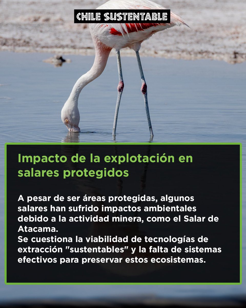 🌿 ¿Realmente protege la Red de Salares Protegidos nuestros ecosistemas únicos? Descubre los desafíos y preguntas que rodean esta iniciativa gubernamental. ¿Es suficiente para preservar la biodiversidad? #SalaresProtegidos #Conservación 🌎