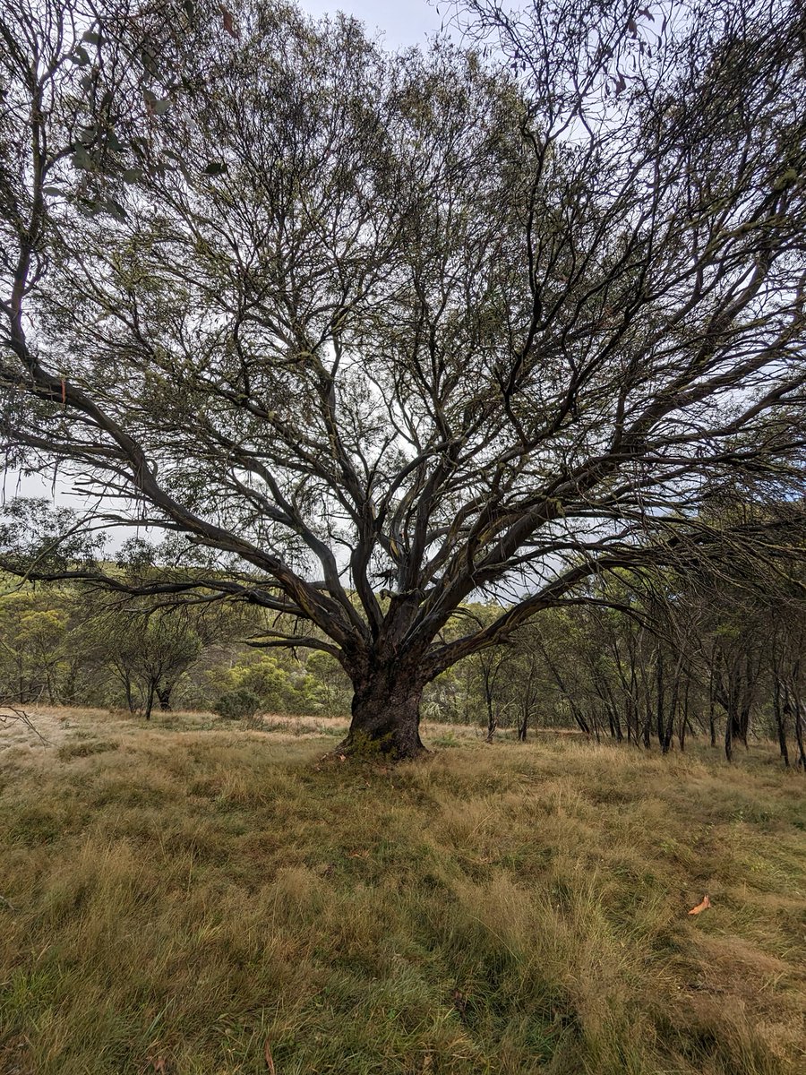 Happy #ThickTrunkTuesday, tree friends! This morning we bring you a tremendous Black Sallee (Eucalyptus stellulata) courtesy of Roger Lembit in our Facebook community. Roger encountered this beautiful spreading sallee while walking in Kosciusko National Park. #LoveAGum #trees