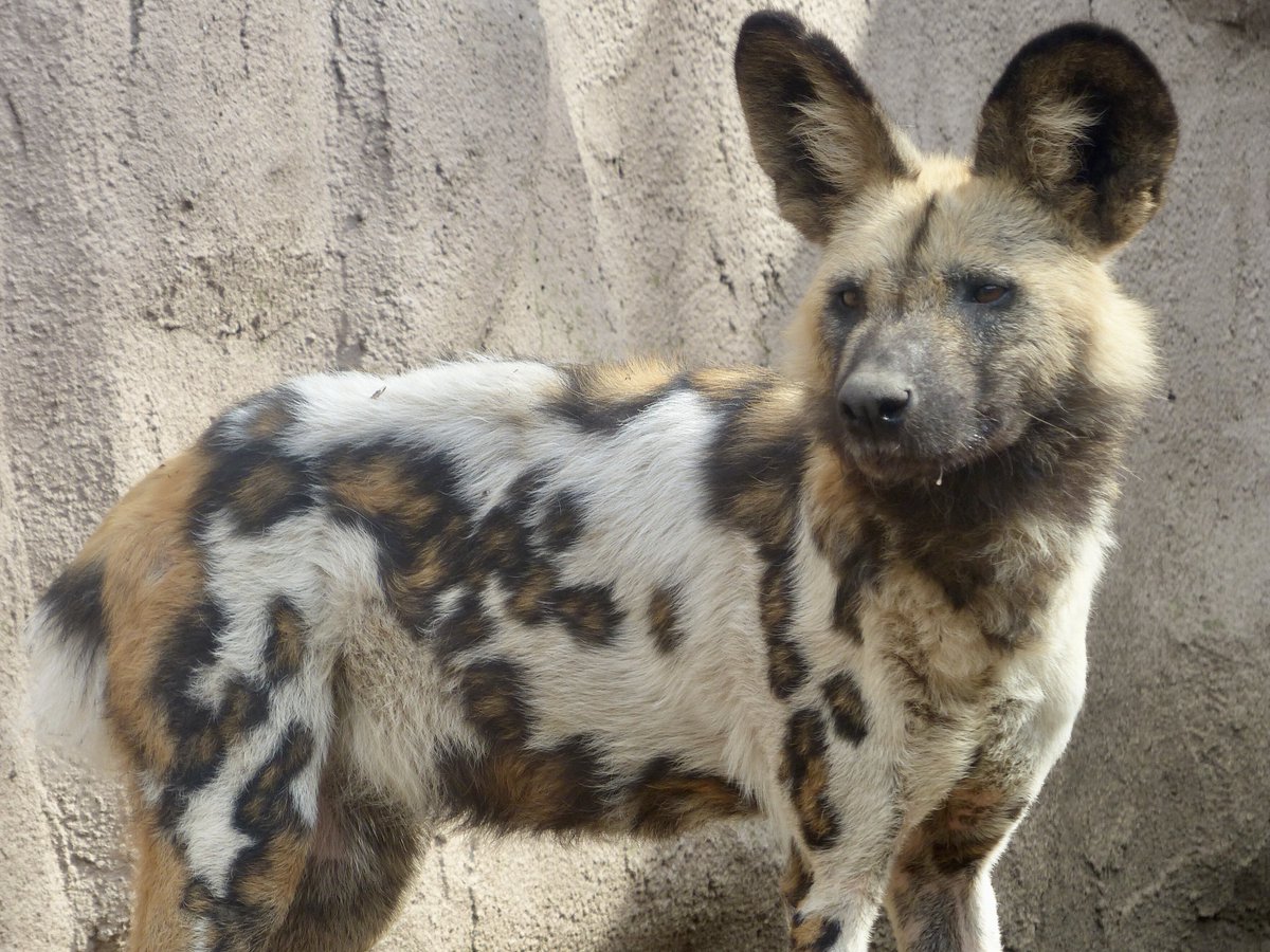 今日も一日頑張リカオン
#リカオン #プラリネ
#AfricanWildDog #富士サファリパーク