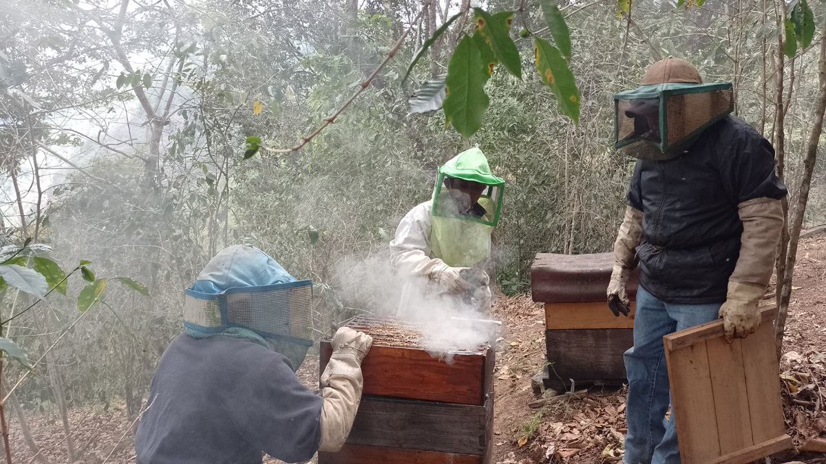 CoSob_Miel's tweet photo. Cosechando #miel en el #cafetal , en la #ECA Yucuita, Zaragoza Itundujia, #Oaxaca. Con los hermanos Riaño Cruz.
#Agroecología #Miel #Abejas #Polinizadores #MielDeCafetal https://t.co/XLNVaTXrvO
