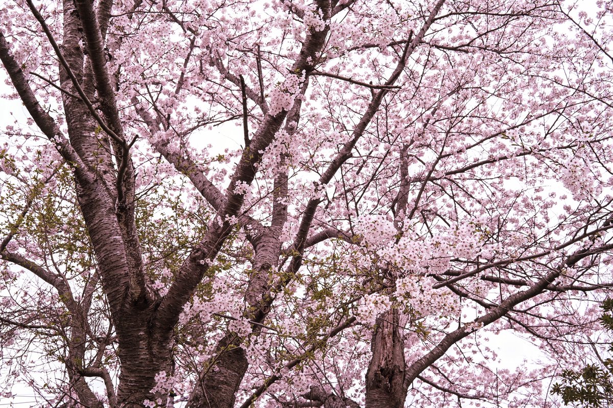 おはようございます。 息子は謎の発熱でお休み。桜は近所にしか見に行けず。。 皆さんも体調の変化にはお気をつけください。 Nikon Zf Carl Zeiss Makro Planar T* 50mm F2 #NikonZf #カールツァイス #桜 #スナップ #写真好きな人と繋がりたい #キリトリセカイ #私とニコンで見た世界