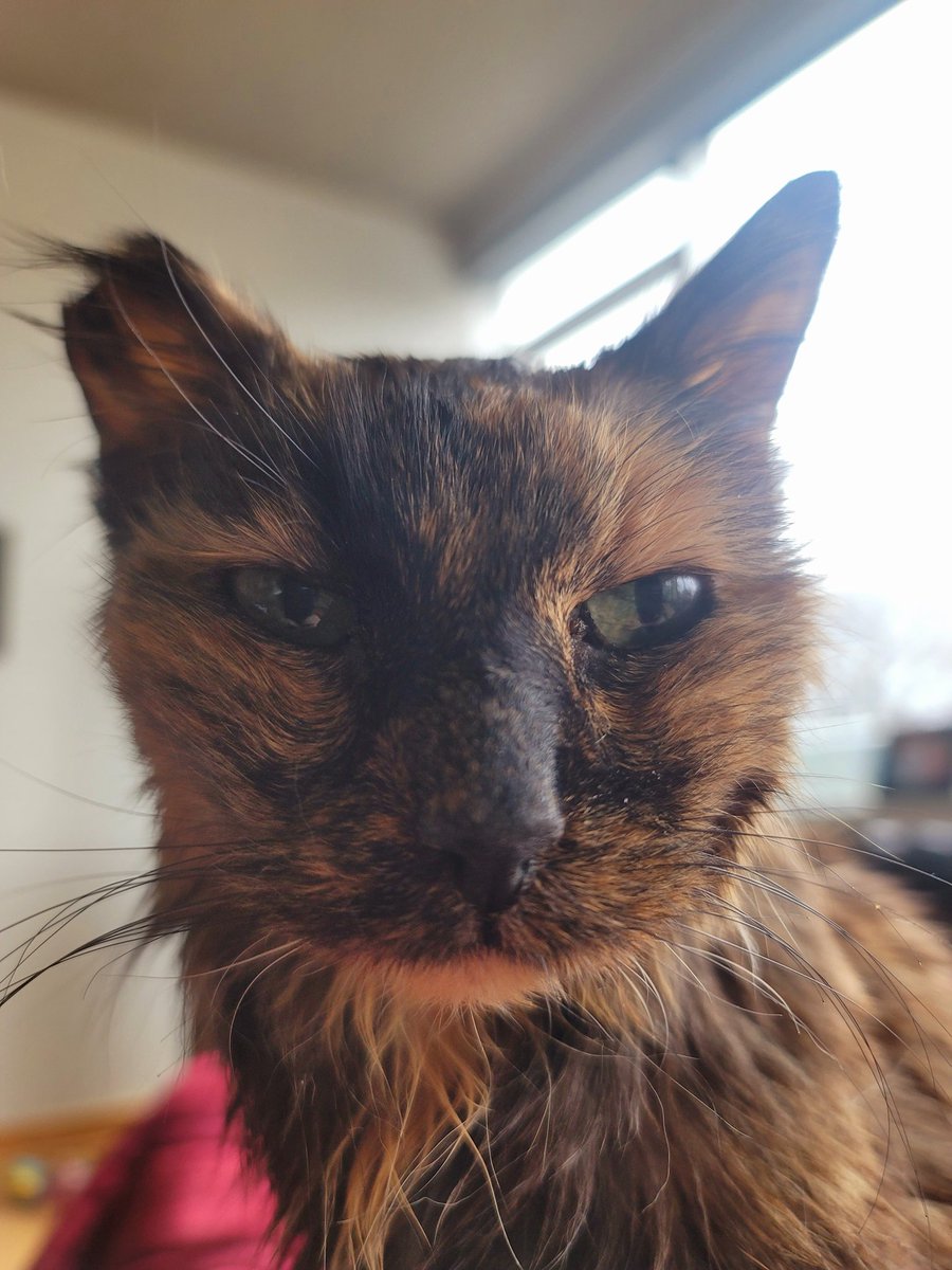 Wishing you all a happy Monday! 
#superseniorcatsclub #cats #CatsOfX #CatsLover #CatsAreFamily