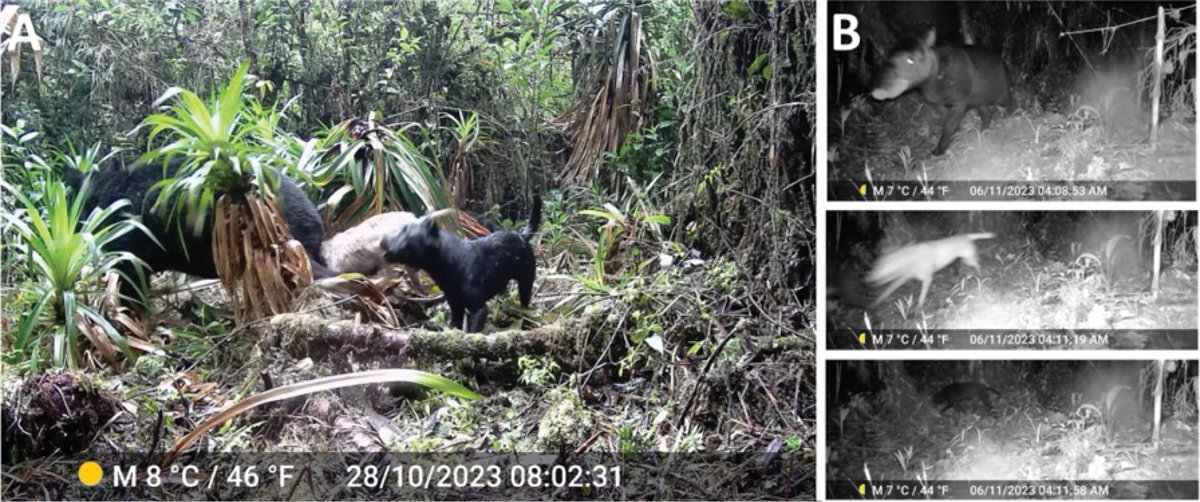 An honor to be co-author, I am very happy to share this work. Domestic dog attacks on mountain tapirs. doi.org/10.3897/neotro… via @NeotropicalBio