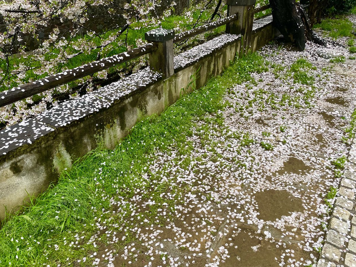2024/04/09火曜日 今朝の真間川の桜🌸です ひゃー😵☔️ 雨の🌸も風情ありますね 皆様　通勤通学お気をつけください #市川市　#本八幡　#真間川 #ウエダビジネス